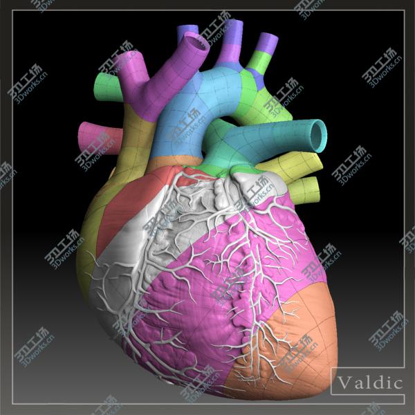 images/goods_img/202105072/Human heart/3.jpg
